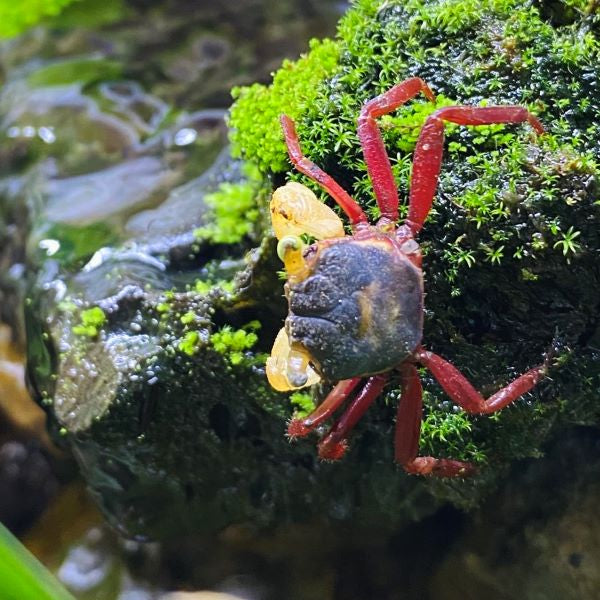 Mandarin Vampire Crab White Arm (Geosesarma notoohorum)
