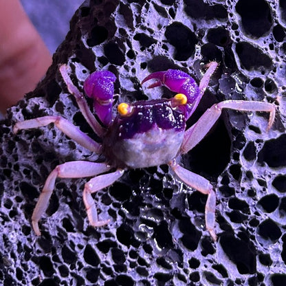 Orchid Vampire Crab (Geosesarma dennerle Vampire Crab  var. White Leg)