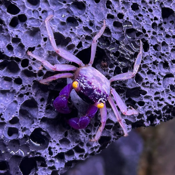 Orchid Vampire Crab (Geosesarma dennerle Vampire Crab  var. White Leg)