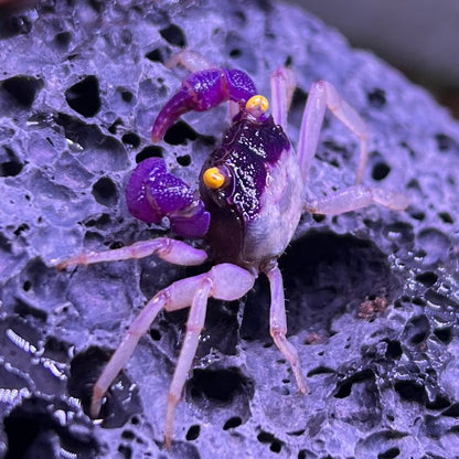 Orchid Vampire Crab (Geosesarma dennerle Vampire Crab  var. White Leg)