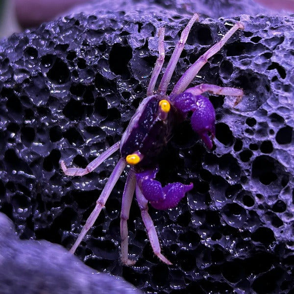 Orchid Vampire Crab (Geosesarma dennerle Vampire Crab  var. White Leg)