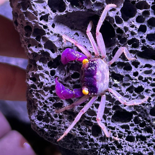Orchid Vampire Crab (Geosesarma dennerle Vampire Crab  var. White Leg)