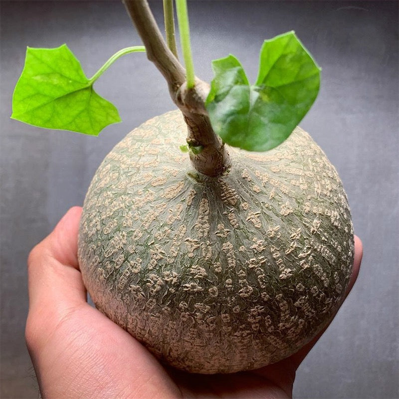 Gerrardanthus macrorhizus