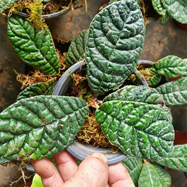 Conandron sp. Wrinkled leaf