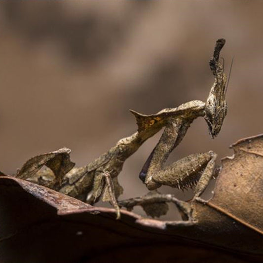 Ghost Mantis (Phyllocrania paradoxa)