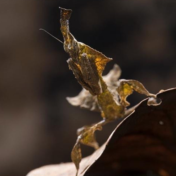 Ghost Mantis (Phyllocrania paradoxa)