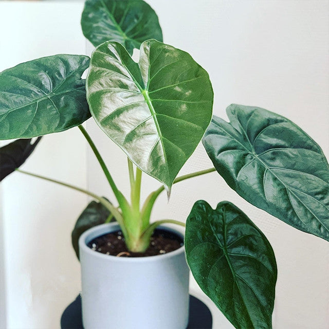 Giant Elephant Ear  ( Alocasia Wentii )