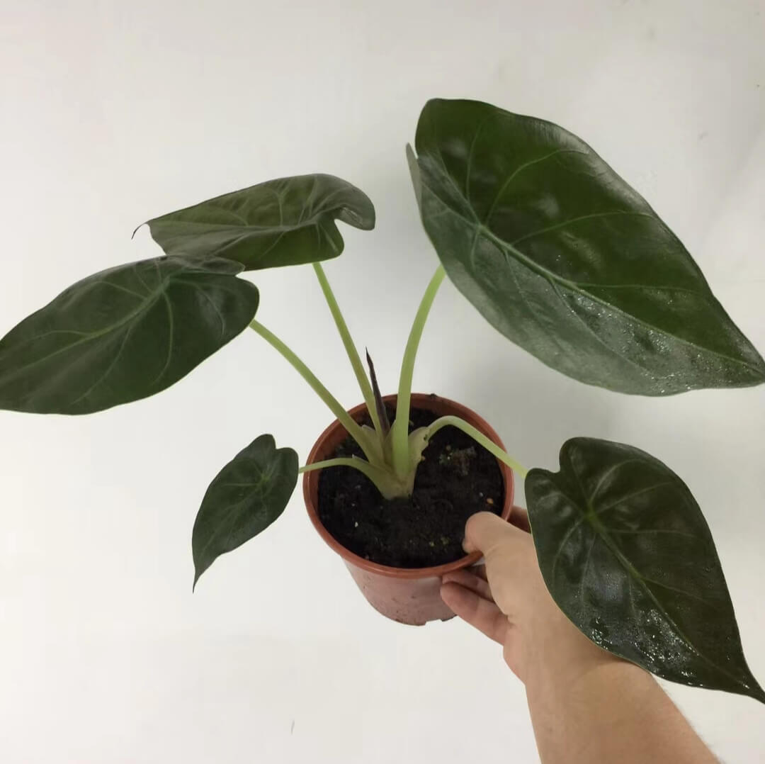 Giant Elephant Ear  ( Alocasia Wentii )