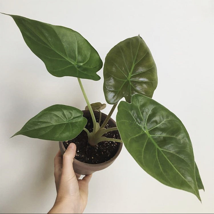 Giant Elephant Ear  ( Alocasia Wentii )