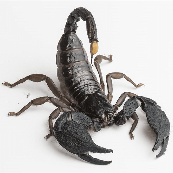Giant Forest Scorpion (Heterometrus mysorensis)