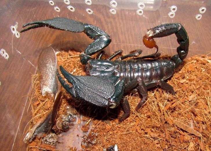 Giant Forest Scorpion (Heterometrus mysorensis)