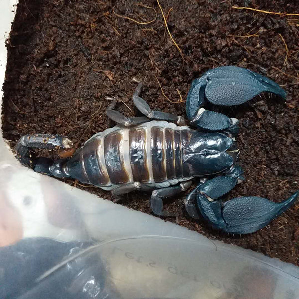Giant Forest Scorpion (Heterometrus mysorensis)