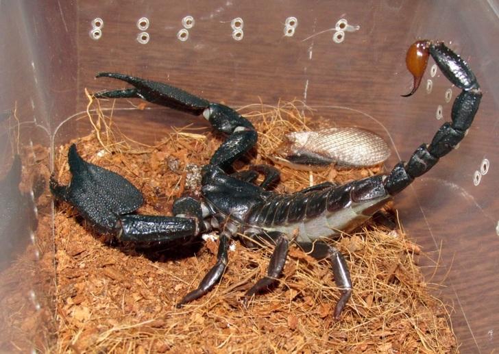Giant Forest Scorpion (Heterometrus mysorensis)