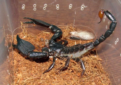 Giant Forest Scorpion (Heterometrus mysorensis)