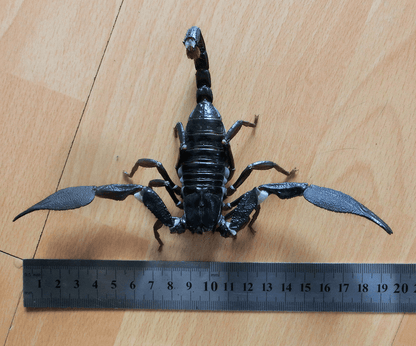 Giant Forest Scorpion (Heterometrus mysorensis)