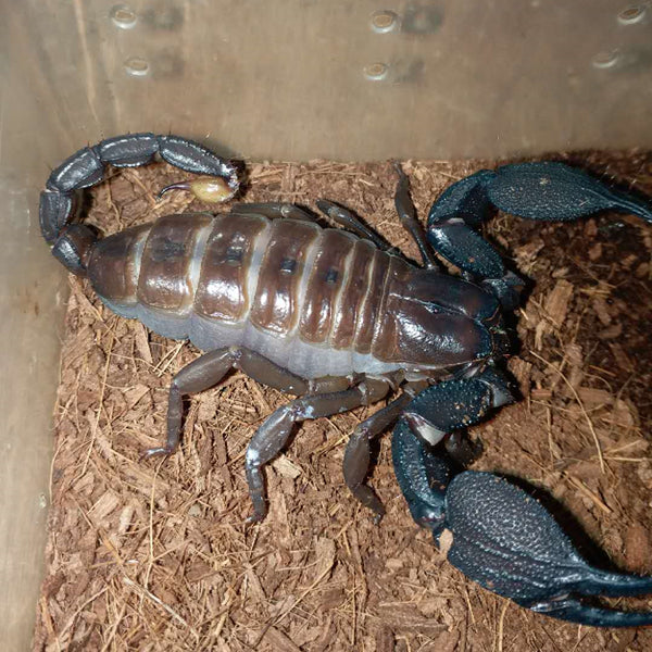 Giant Forest Scorpion (Heterometrus mysorensis)