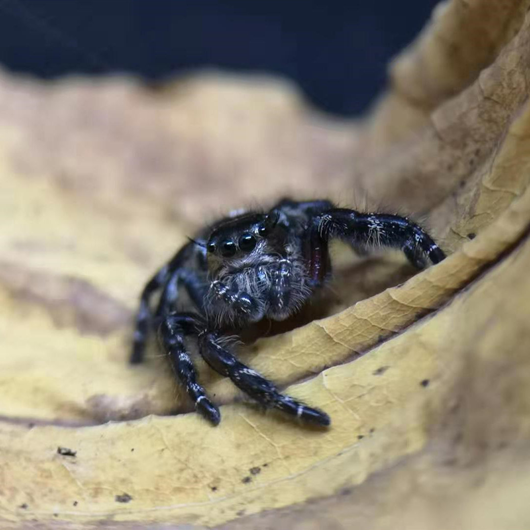 Giant Jumping Spider (Hyllus diardi) for Sale My Home Nature