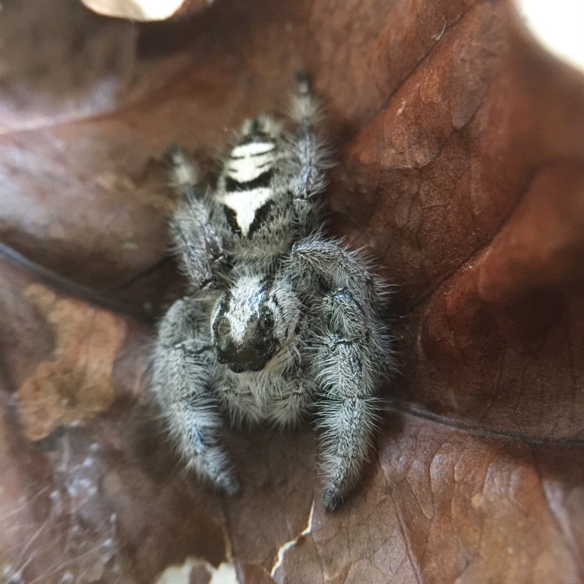 Giant Jumping Spider (Hyllus diardi) for Sale My Home Nature