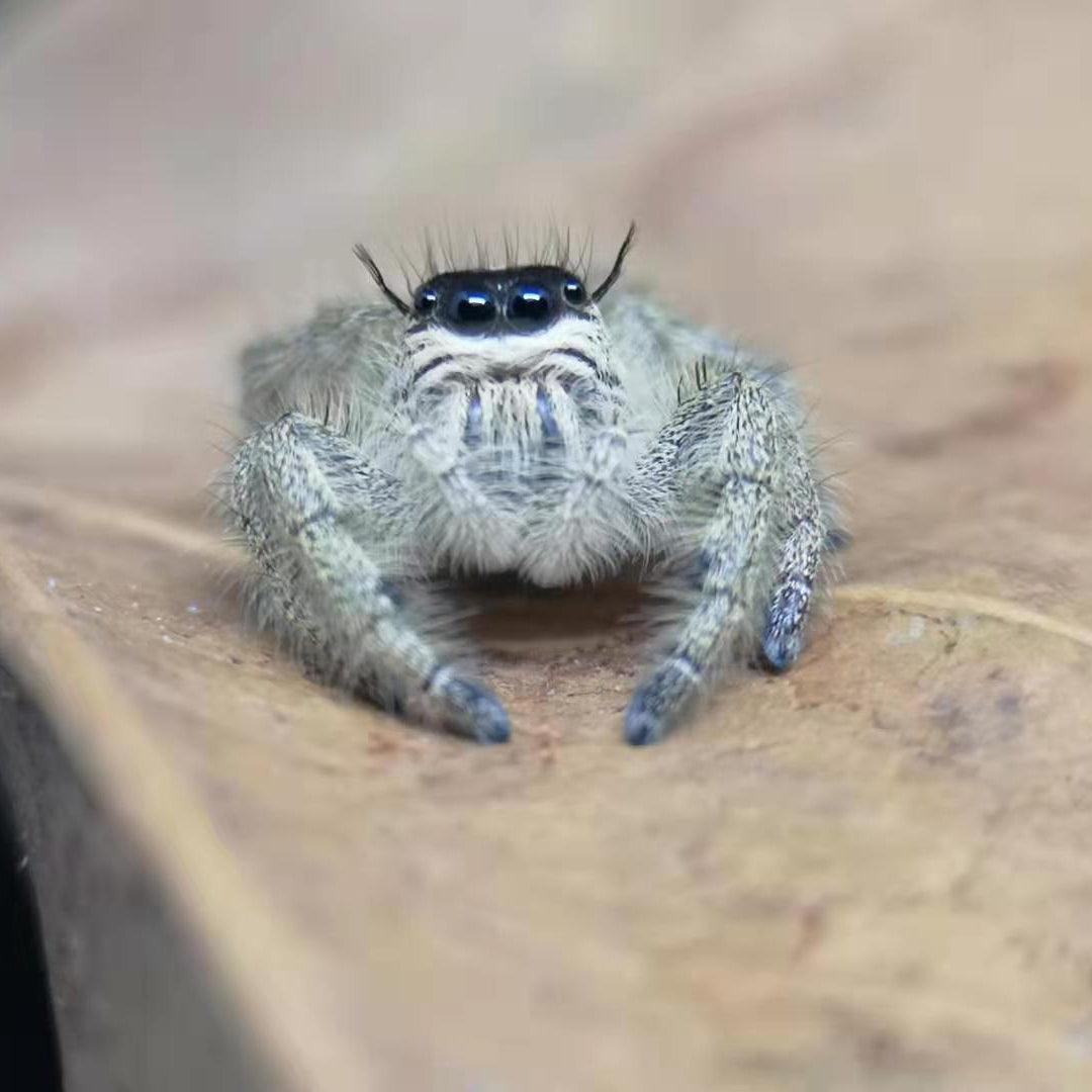 Giant Jumping Spider Hyllus Diardi For Sale My Home Nature Giant Jumping Spider Hyllus Diardi For Sale My Home Nature