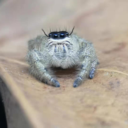 Chinese Jumping Spider ( Siler cupreus ) - Live Arrival Guarantee