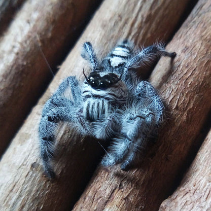 Giant Jumping Spider (Hyllus diardi)