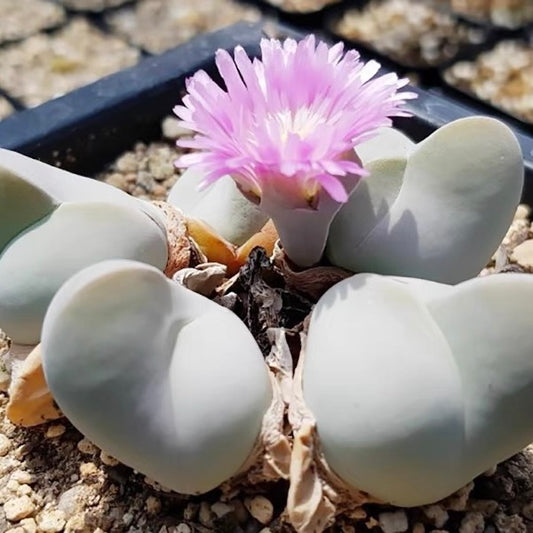 Shark's Mouth Mesemb (Gibbaeum album)