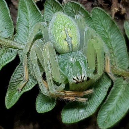 Huntsman Spider (Gnathopalystes sp. )