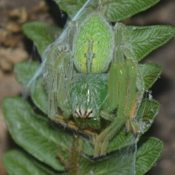 Huntsman Spider (Gnathopalystes sp. )