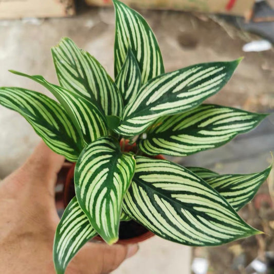 Calathea Elliptica ‘ Vittata ’