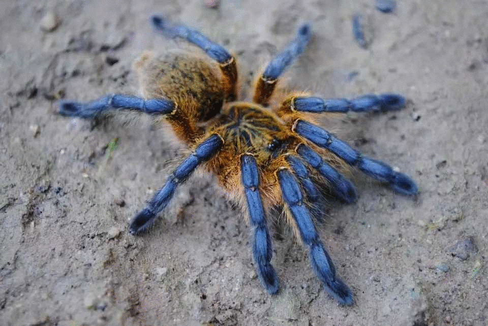 Golden Blue Leg Baboon Tarantula (Harpactira pulchripes)