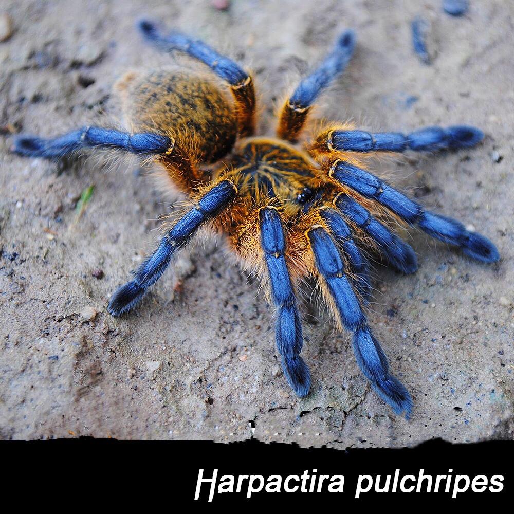 Golden Blue Leg Baboon Tarantula (Harpactira pulchripes)