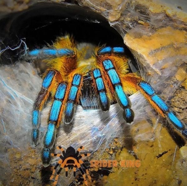 Golden Blue Leg Baboon Tarantula (Harpactira pulchripes)