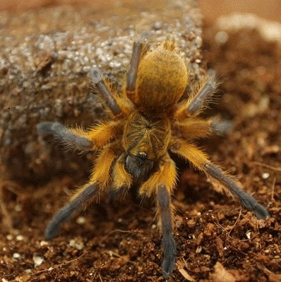 Golden Blue Leg Baboon Tarantula (Harpactira pulchripes)