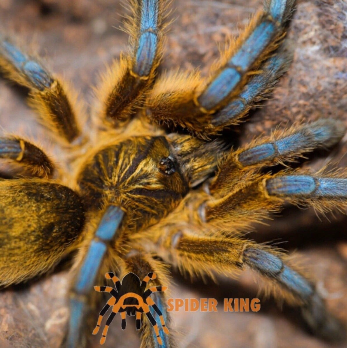 Golden Blue Leg Baboon Tarantula (Harpactira pulchripes)