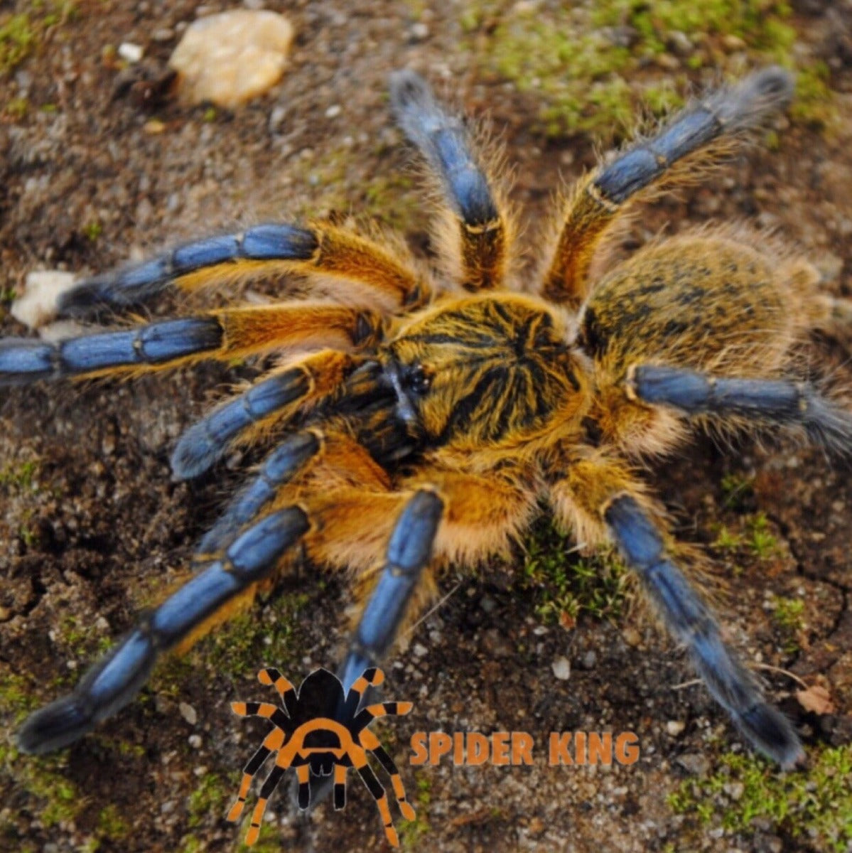 Golden Blue Leg Baboon Tarantula (Harpactira pulchripes)