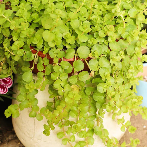 Golden Creeping Jenny ( Lysimachia nummularia ‘ Aurea ’ )
