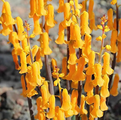 Golden opal flower (Lachenalia flava)