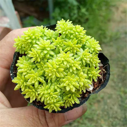 golden succulent plant Golden Sedum (Sedum hispanicum ) for Sale