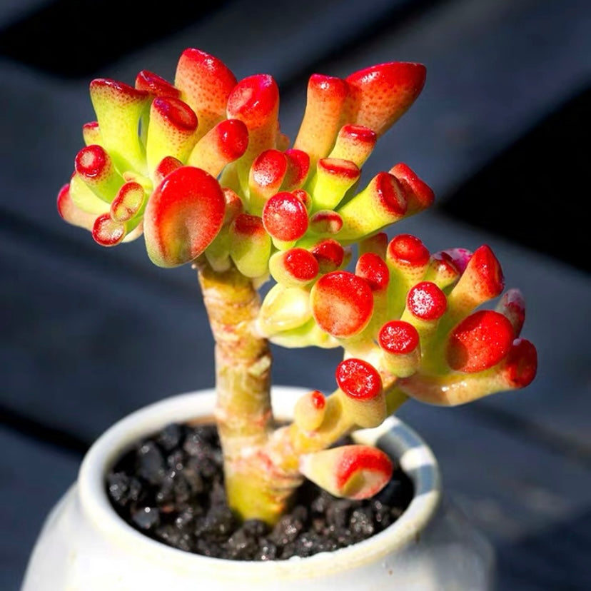Gollum Jade (Crassula oblique)