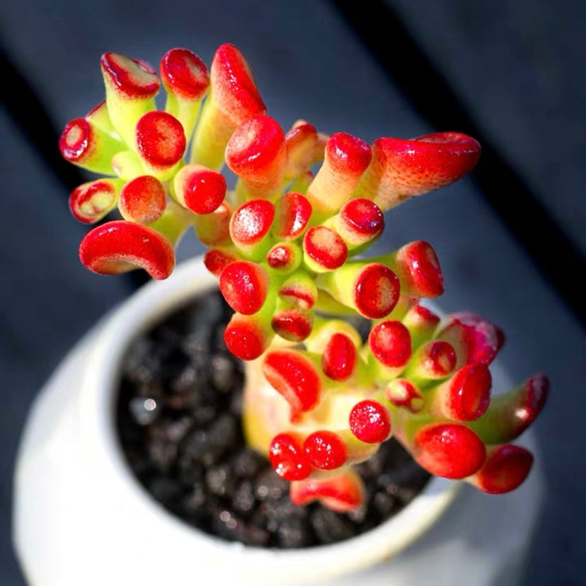 Gollum Jade (Crassula oblique)