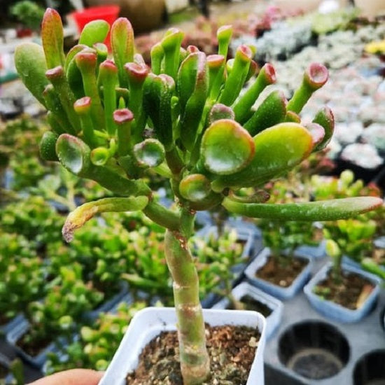 Gollum Jade (Crassula oblique)