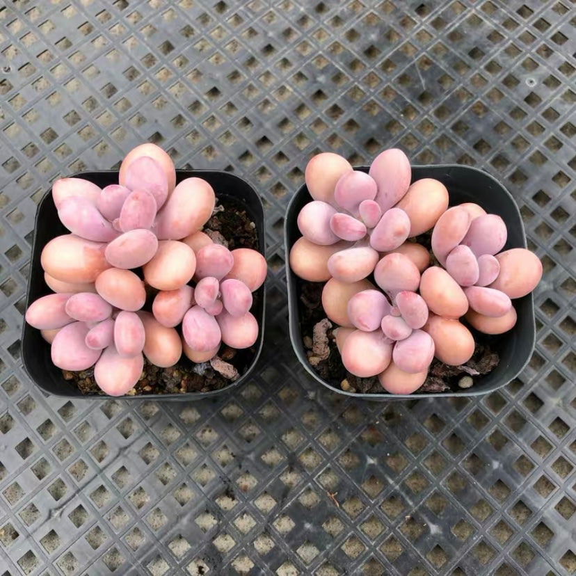 Lavender pebbles (Graptopetalum amethystinum )