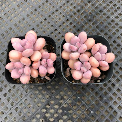 Lavender pebbles (Graptopetalum amethystinum )
