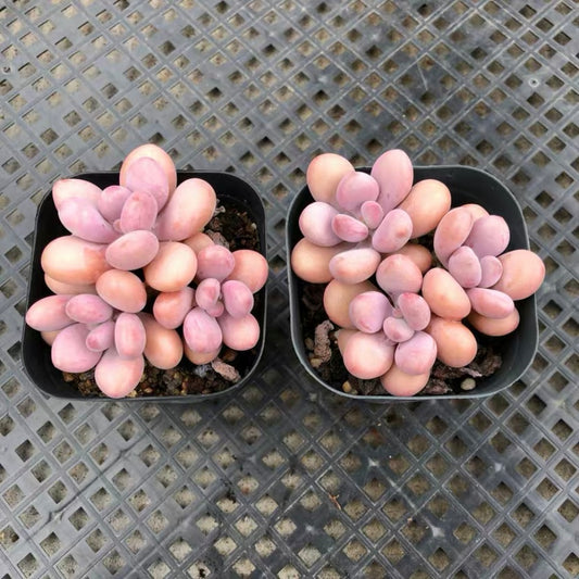 Lavender pebbles (Graptopetalum amethystinum )