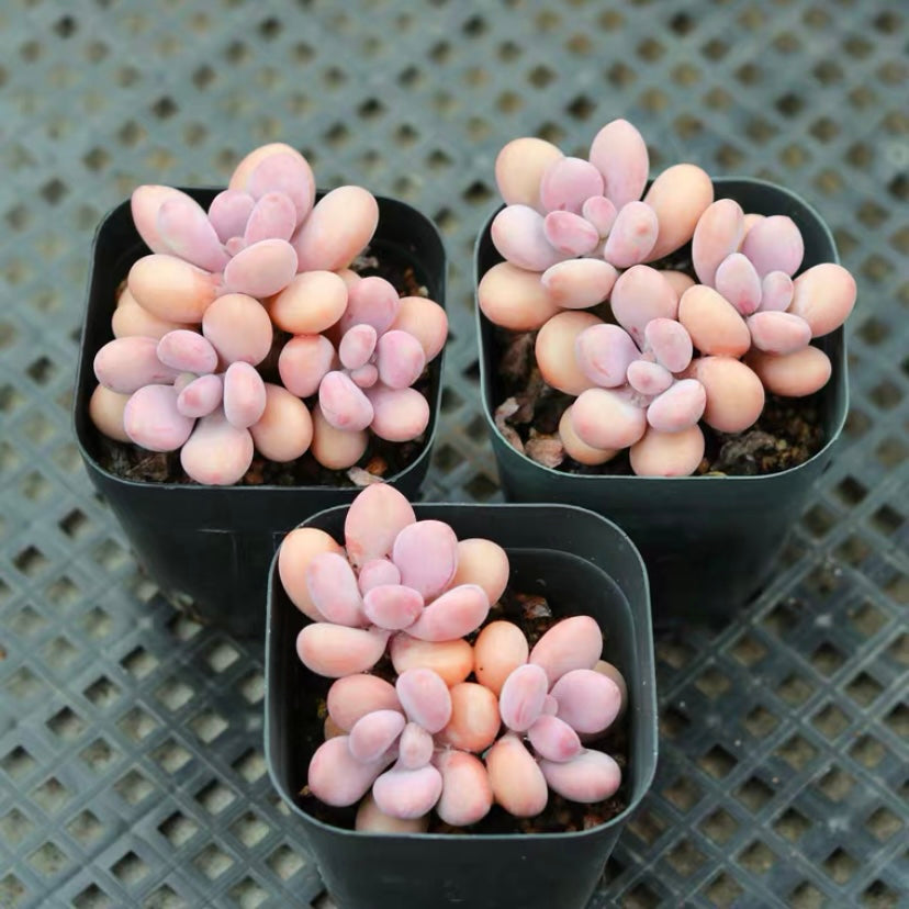 Lavender pebbles (Graptopetalum amethystinum )