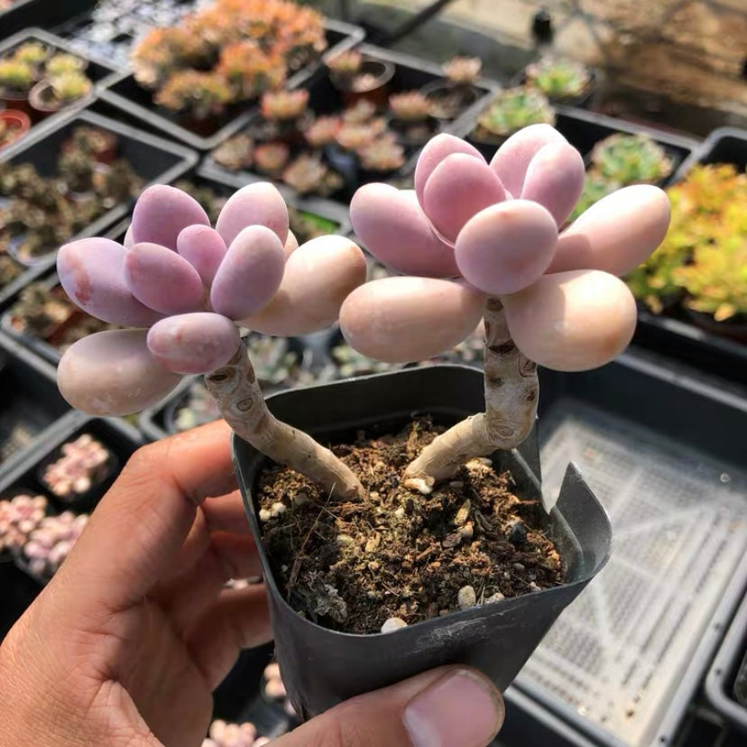 Lavender pebbles (Graptopetalum amethystinum )