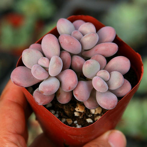 Lavender pebbles (Graptopetalum amethystinum )