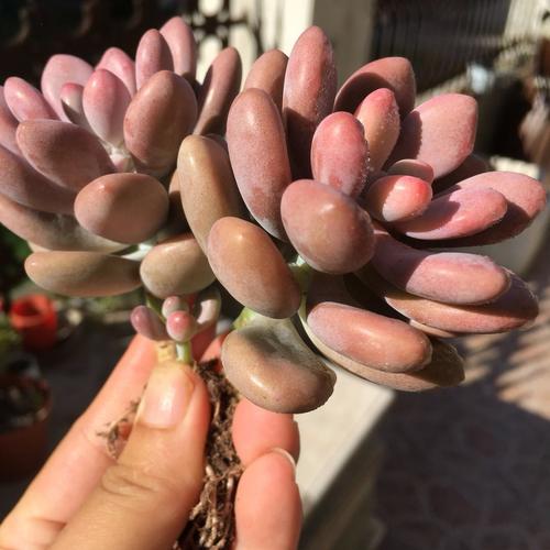 Lavender pebbles (Graptopetalum amethystinum )