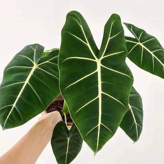 Green Velvet  (Alocasia micholitziana ‘Frydek’ )