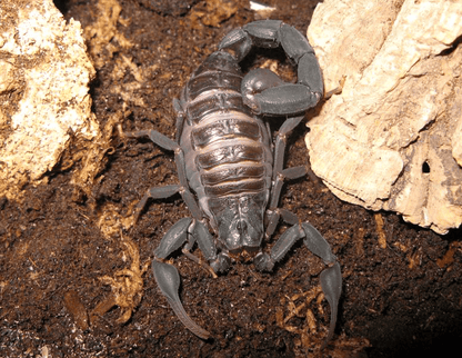 Grosphus grandidieri
